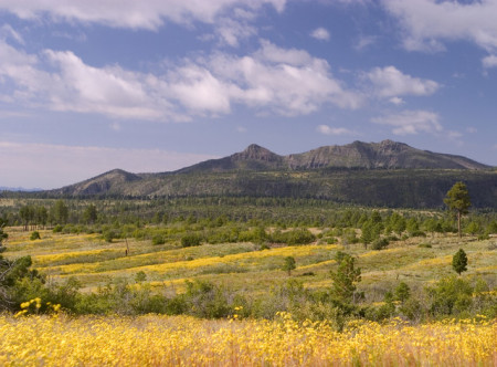 New Mexico wildflowers