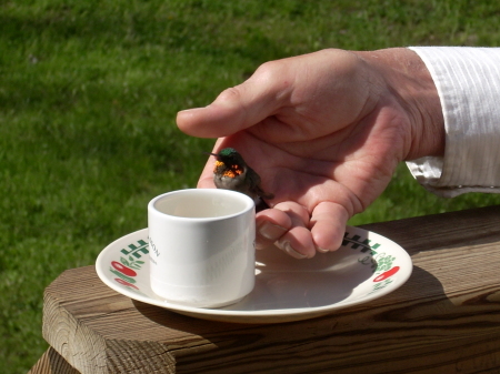 Hummingbird in Dads hand!