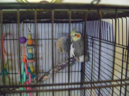 my bird bandit