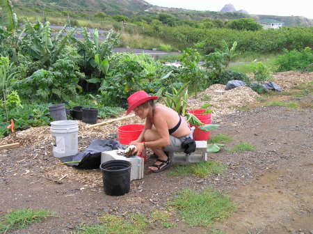 Harvesting taro plants