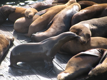 Seals and Sea Lions on the Fisherman's Wharf