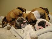 My sweet Boxer babies