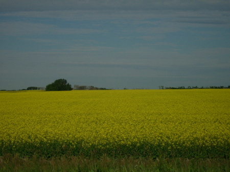 Canola field 2008