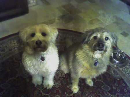 My little doggies