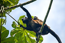 Howler Monkey and Her Baby