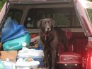 Bailey ready to go camping & boating