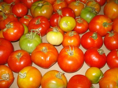 lots a maters