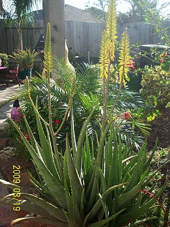 Aloe Vera in Bloom
