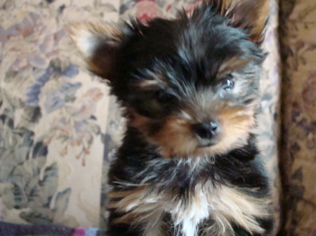 Nicky our new yorkie puppy