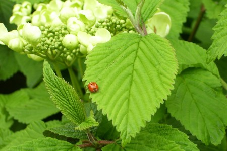 Ladybug on hydrangea