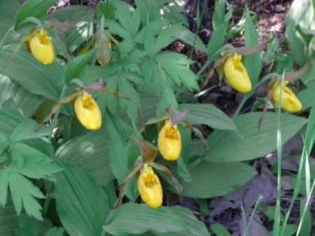 A cluster of Ladyslippers in bloom.