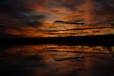 Bosque del Apache