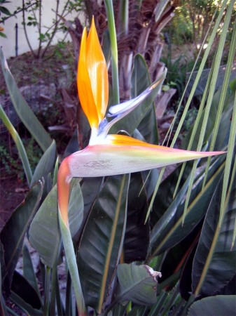 Bird of Paradise