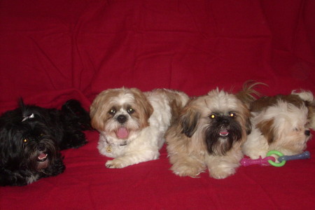 My Four Lhasa Apso's