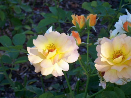 Honey Bouquet Floribunda