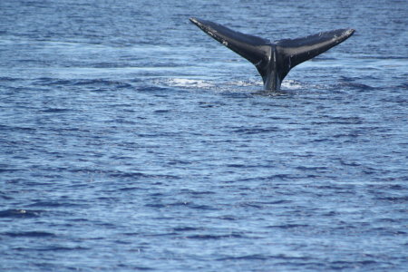 maui whale tail