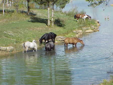 Our herd: Rosie, Cajun, Dink, Shooter & Secret