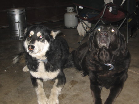 My other "boys", Atka and Max