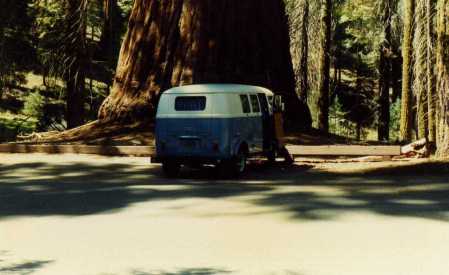 redwoods