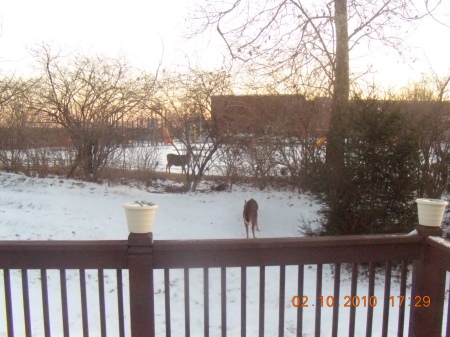 DEER IN OUR YARD