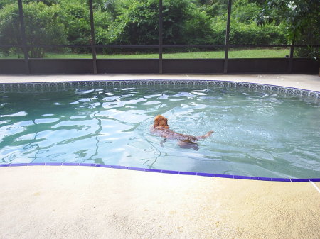 our golden in the pool