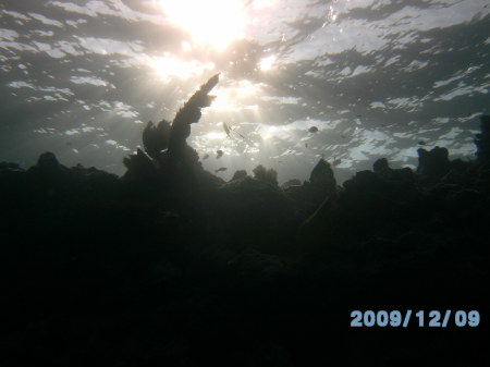 Scuba Diving in Fla. Keys Dec. '09