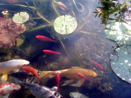 our Koi in the pond