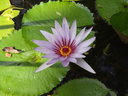 Water Lily/Botanical Gardens/Oahu,Hawaii