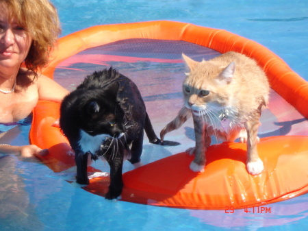 cats and t.t. taking a swim