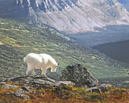 Male Mountain Goat, Glacier NP, 1978