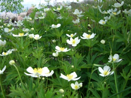 Wild Canadian Anemone in bloom along the shore
