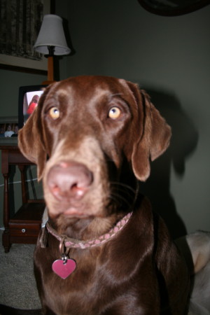 Ruby our 2 yr. old chocolate Lab