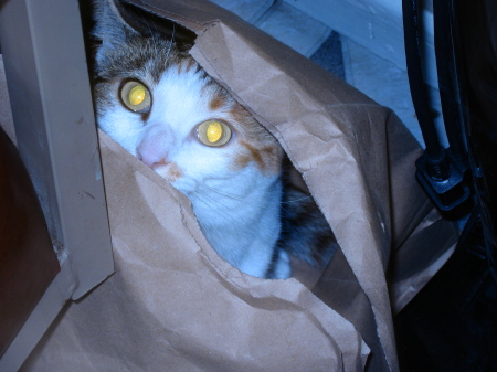 cat's in tha bag