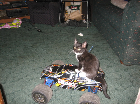 Darren Simpsons Cat Riding My RC Car