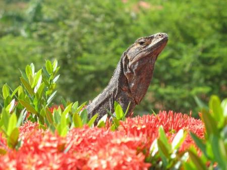 Iguana Along Our Walking Path