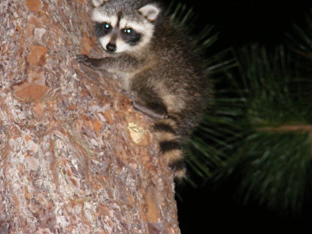 BABY RACOON