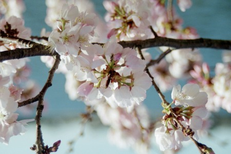 A cherry tree blossom at its peak