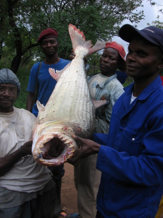 Afician Piranha