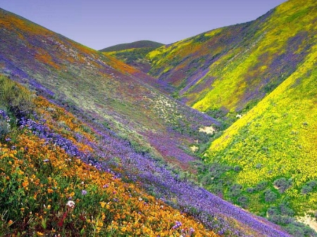 Canyon Flowers 2009