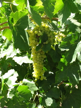 Thompson Seedless grapes at the Winery