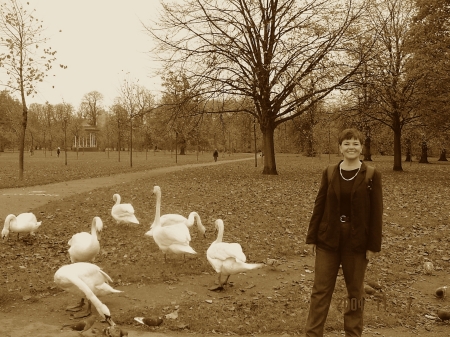 With the Swans in Hyde Park, London