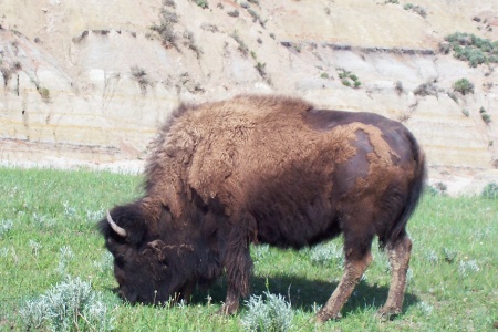 Theodore Roosevelt National Park