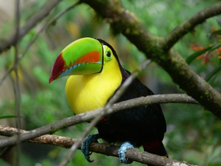 Toucan - northern Costa Rica