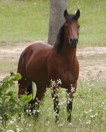 My Horse Robin