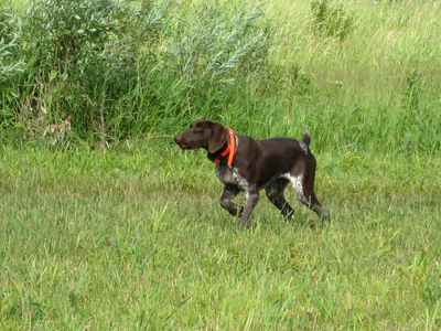 My hunting dog Gypsy