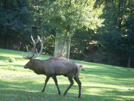 The deer park