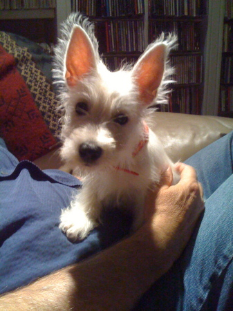 Mercedes-our new Westie puppy