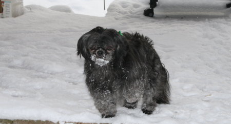 the dog with a beard