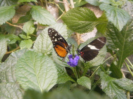 Butterflies