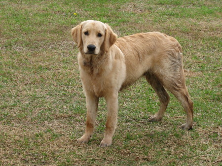 "Kodi Bear" after playing in mud